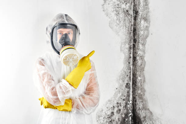 Why You Should Choose Our Mold Remediation Services in Pico Rivera, CA